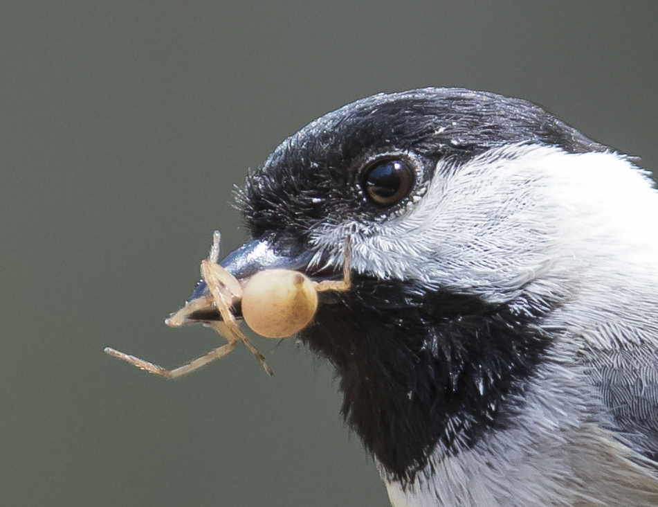 Chickadee bringing food to nest - spider 4
