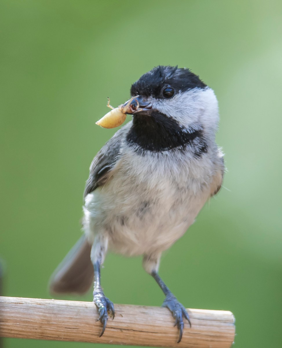 Chickadee bringing food to nest - spider