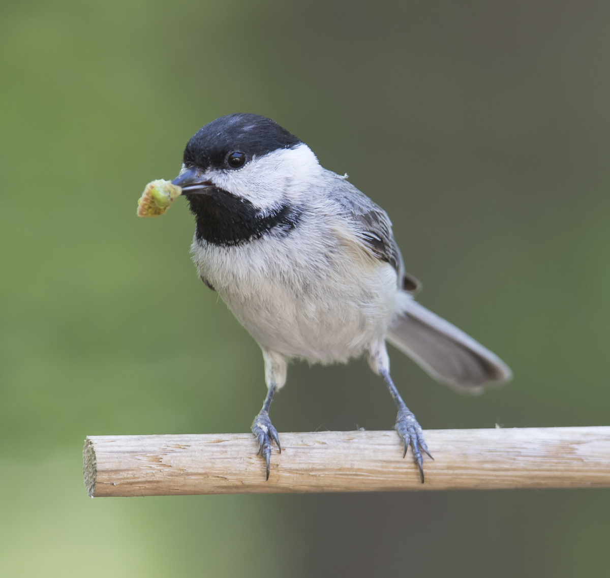 Chickadee bringing food to nest