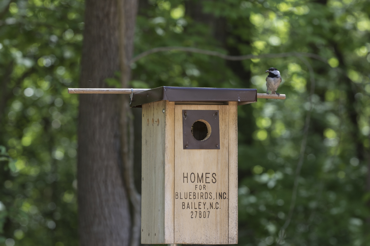 Chickadee nest box set up