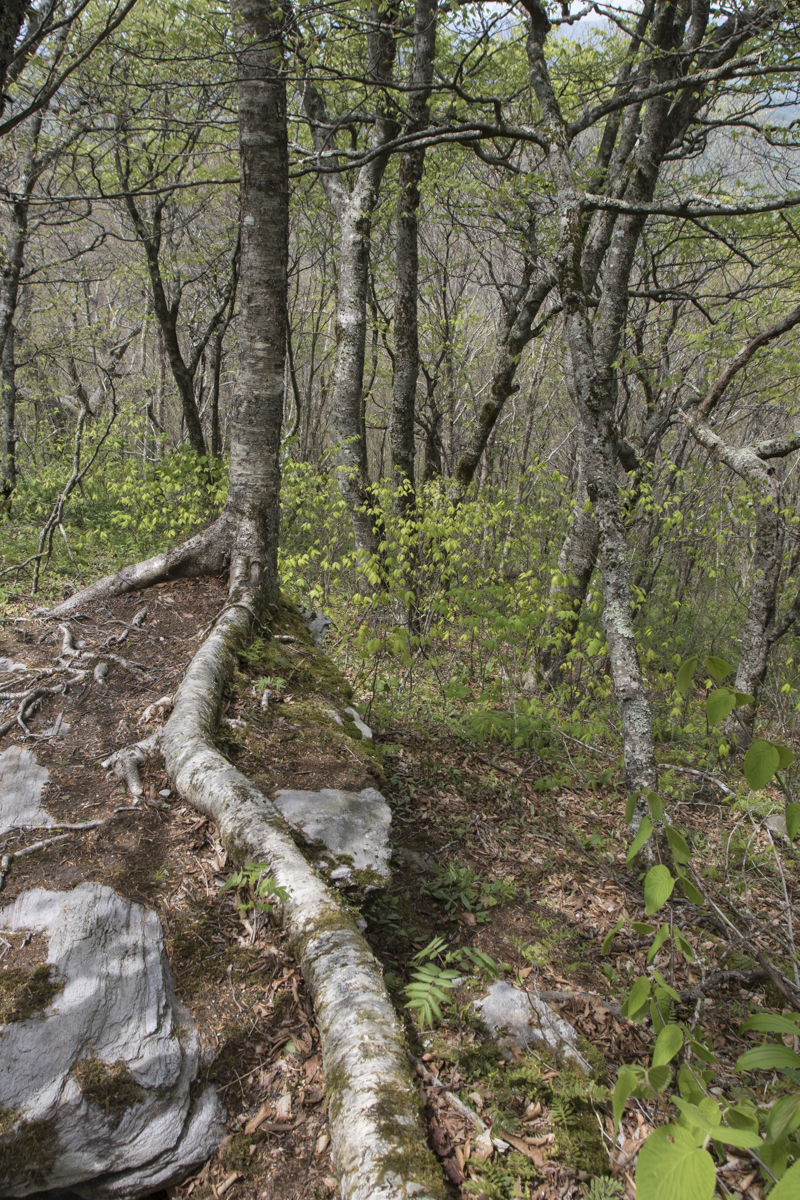 Clinging to a boulder