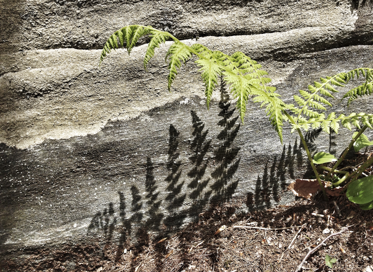 Fern and shadow