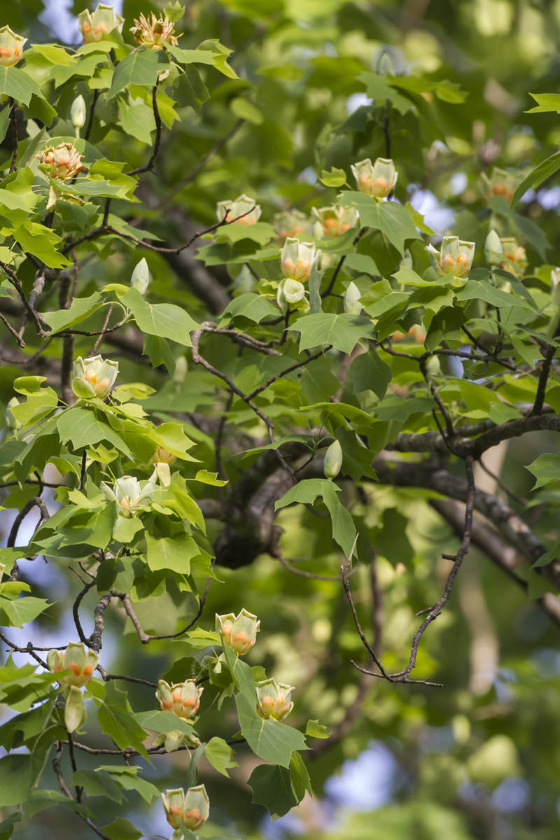 Flowres on Tulip Poplar branch