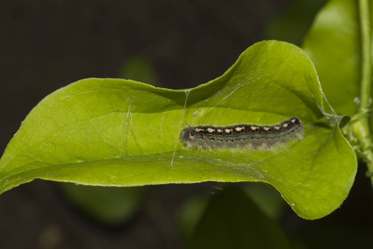Forest Tent Caterpillar folding leaf