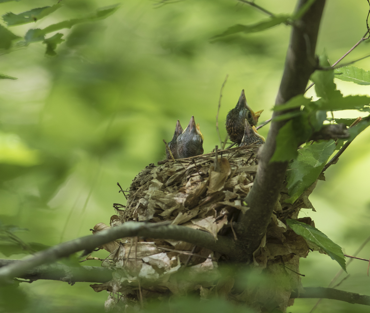 Four nestlings