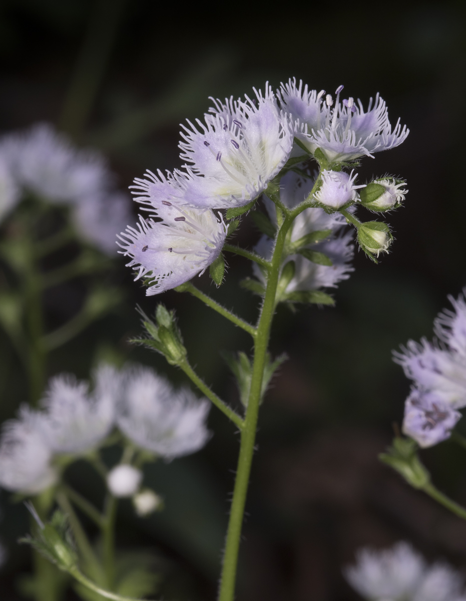 Fringed Phacelia