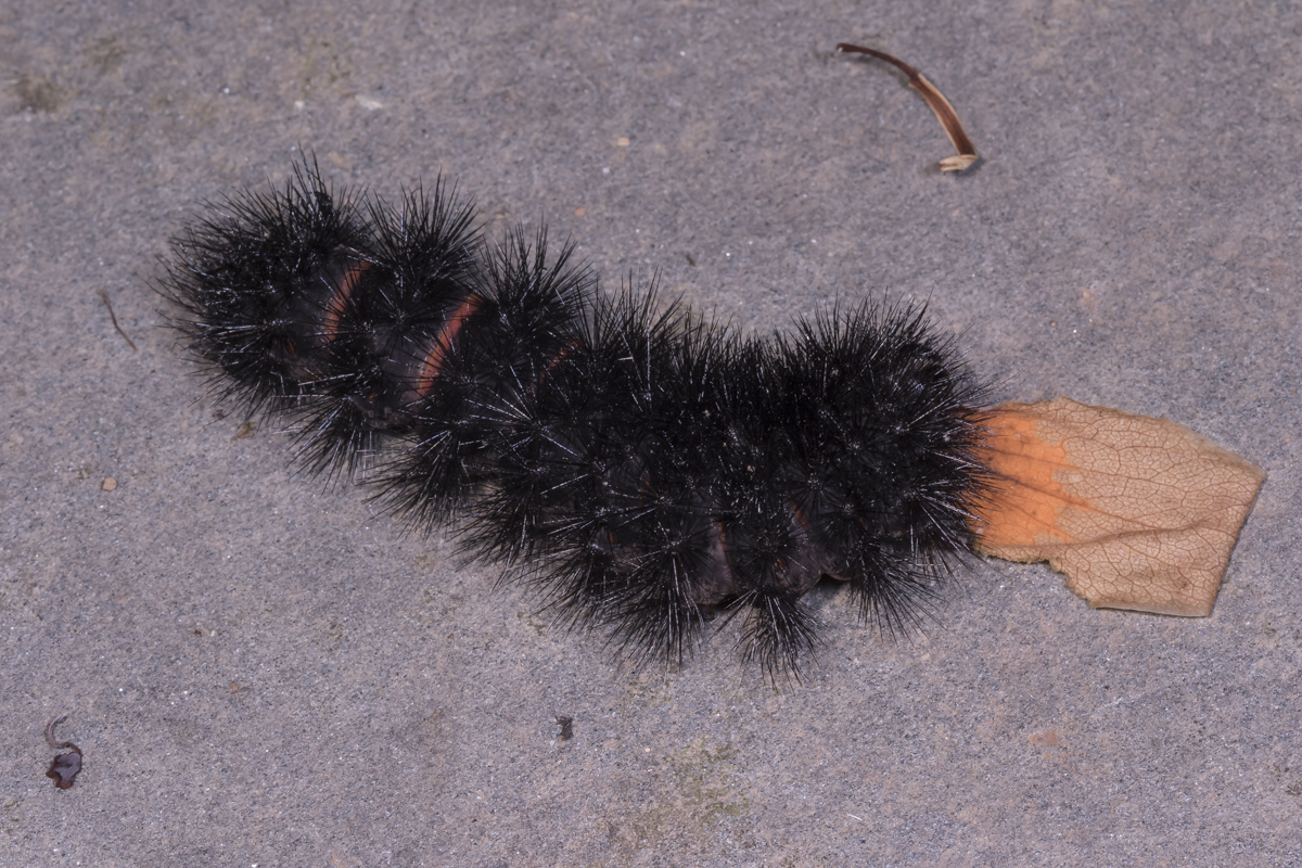 Giant Leopard Moth caterpillar 1
