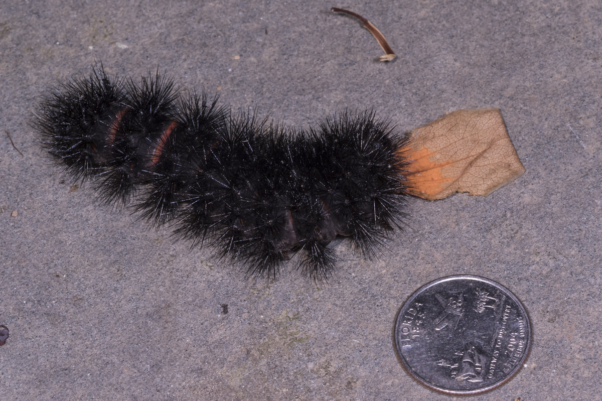 Giant Leopard Moth caterpillar