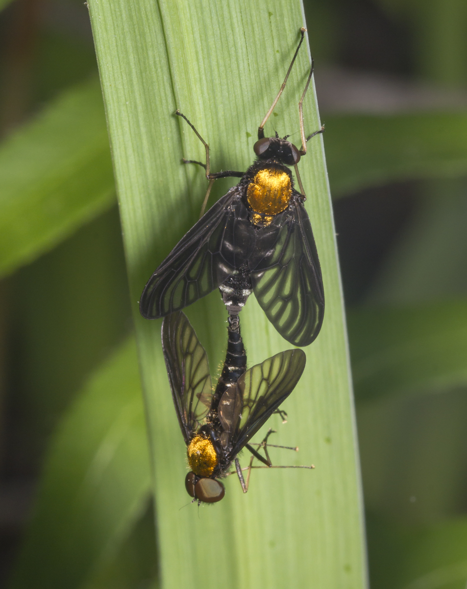 Golden-backed Snipe Flies mating on iris leaf