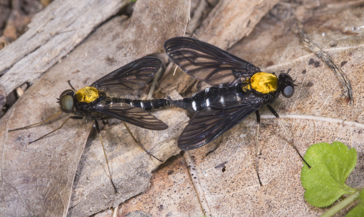Golden-backed Snipe Flies mating