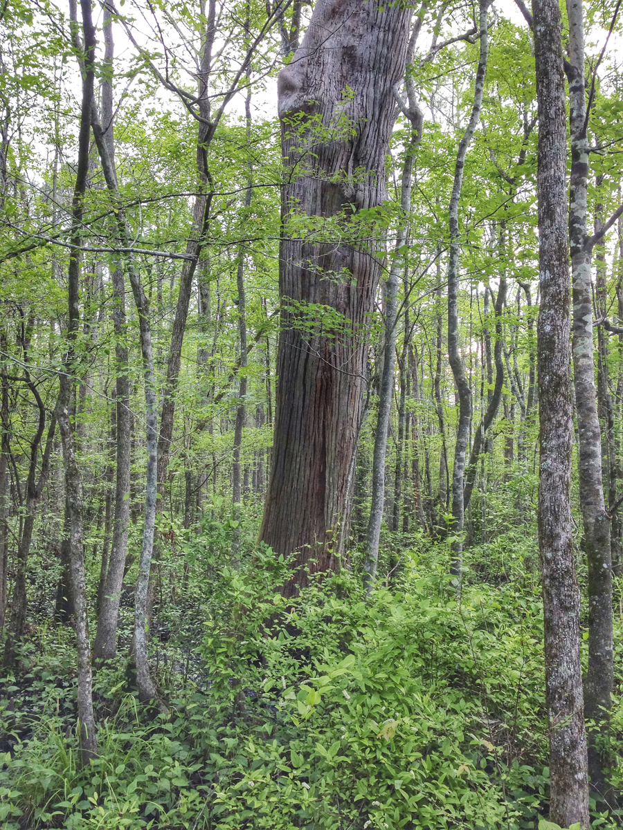 Large cypress nect to platform