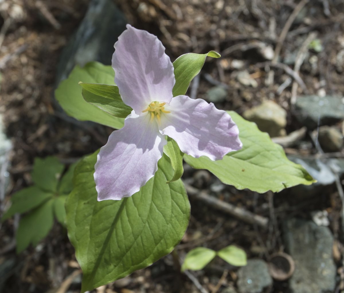 Large Flowered Trillium 1