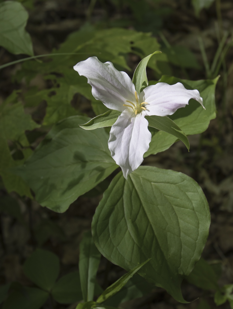 Large Flowered Trillium