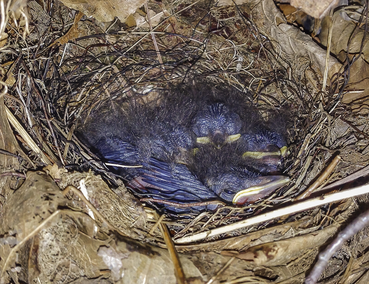 Louisiana Waterthrush nestlings