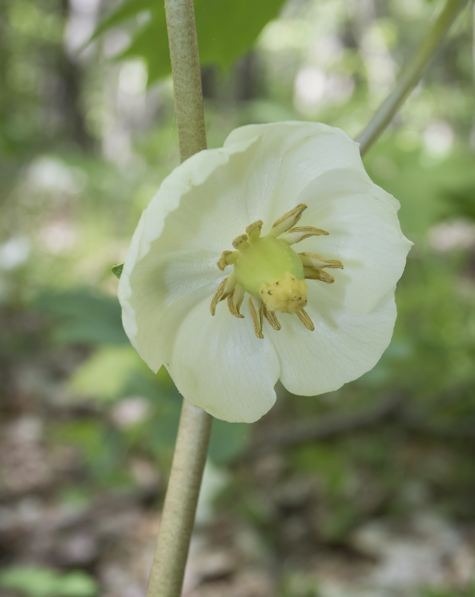 Mayapple flower