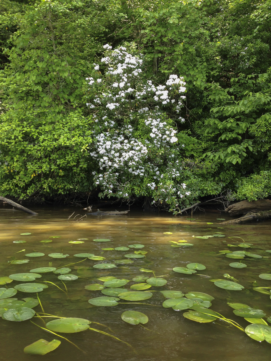 Moutain Laurel and lily pads along the Roanoke