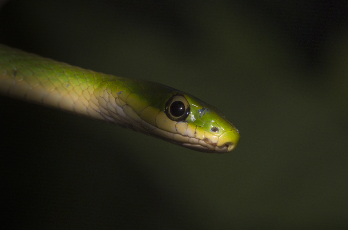 Rough Green Snake 1