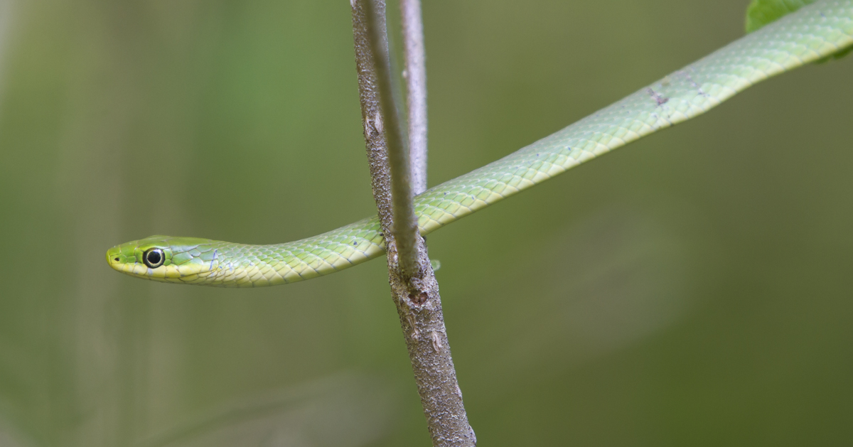 Rough Green Snake