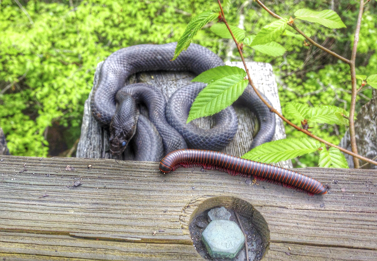 Snake and millipede on trestle
