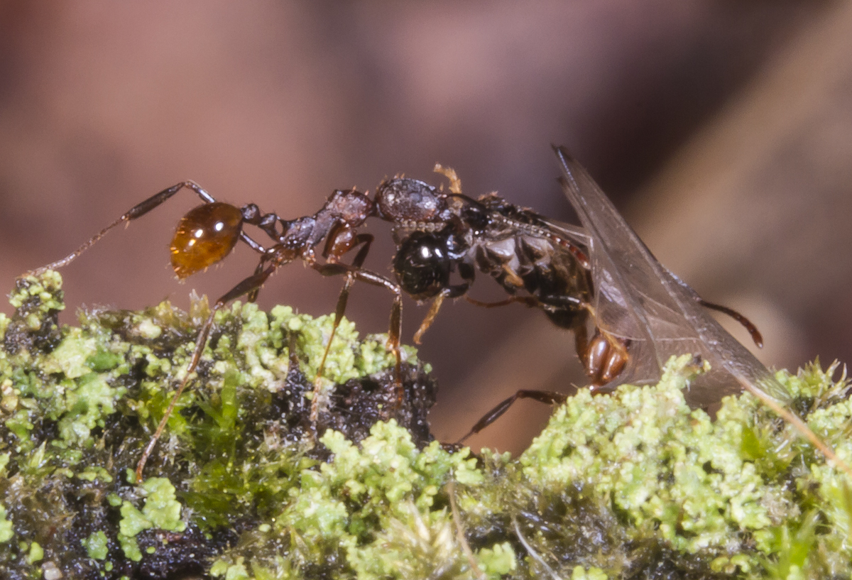 Termite being attacked by ants