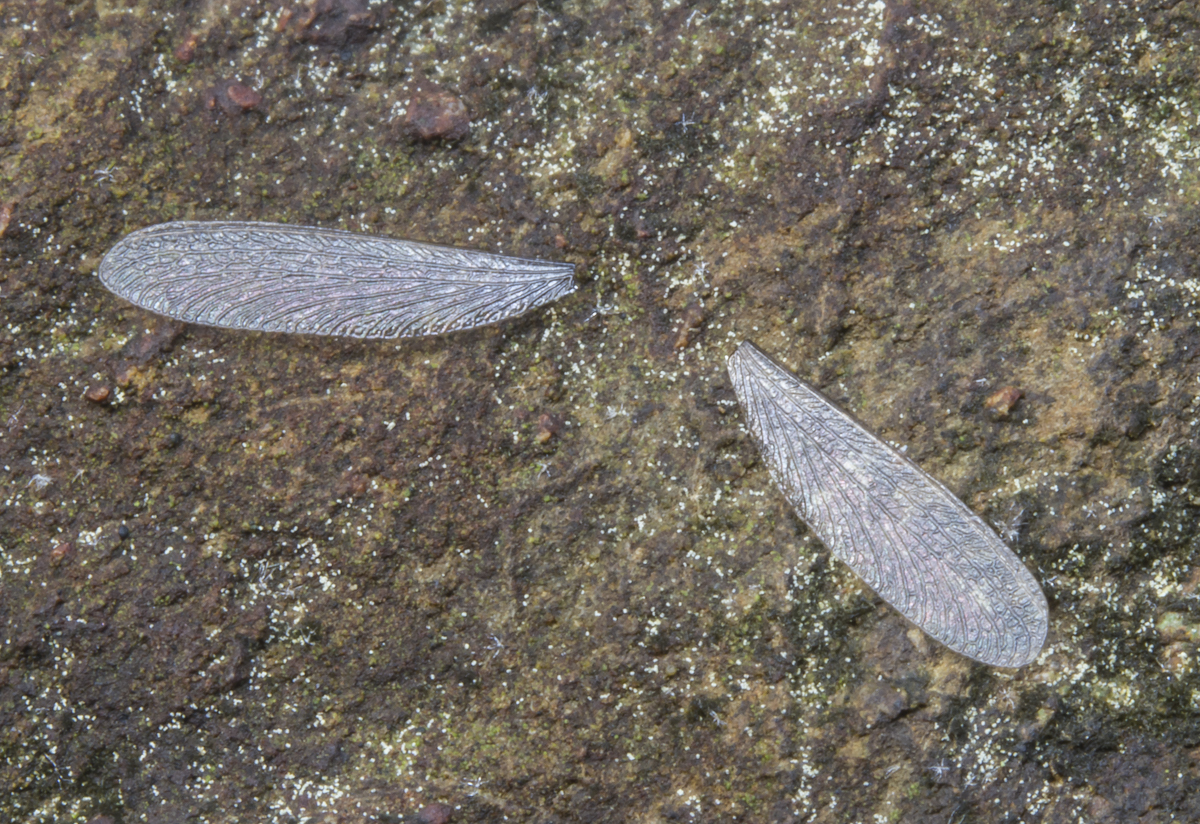 Termite wings