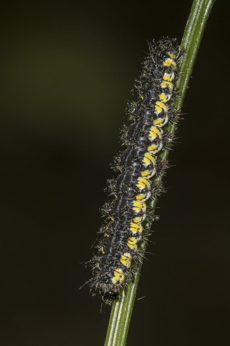 The Neighbor Moth caterpillar