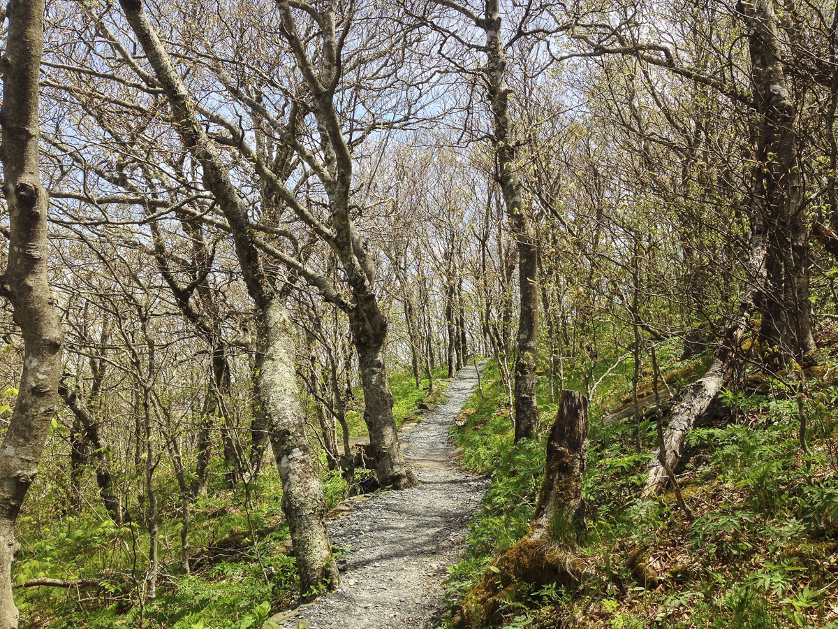 Trail near the summit