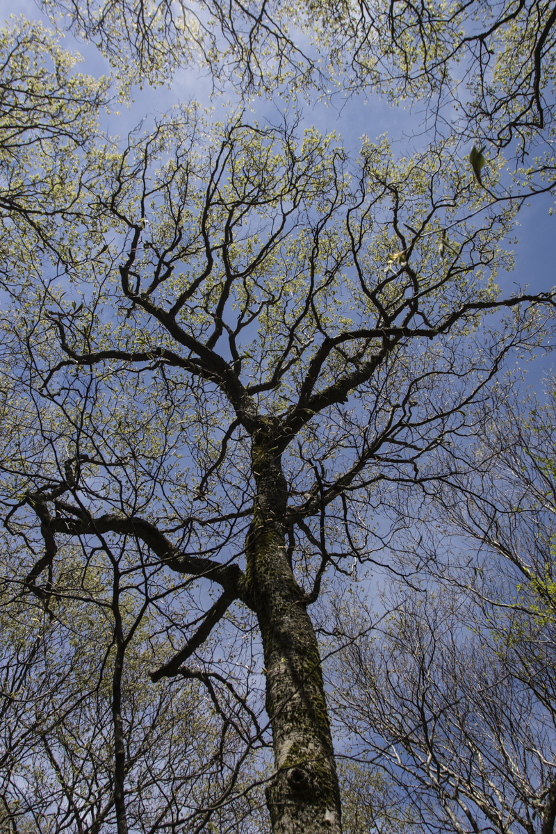 Trees along the trail