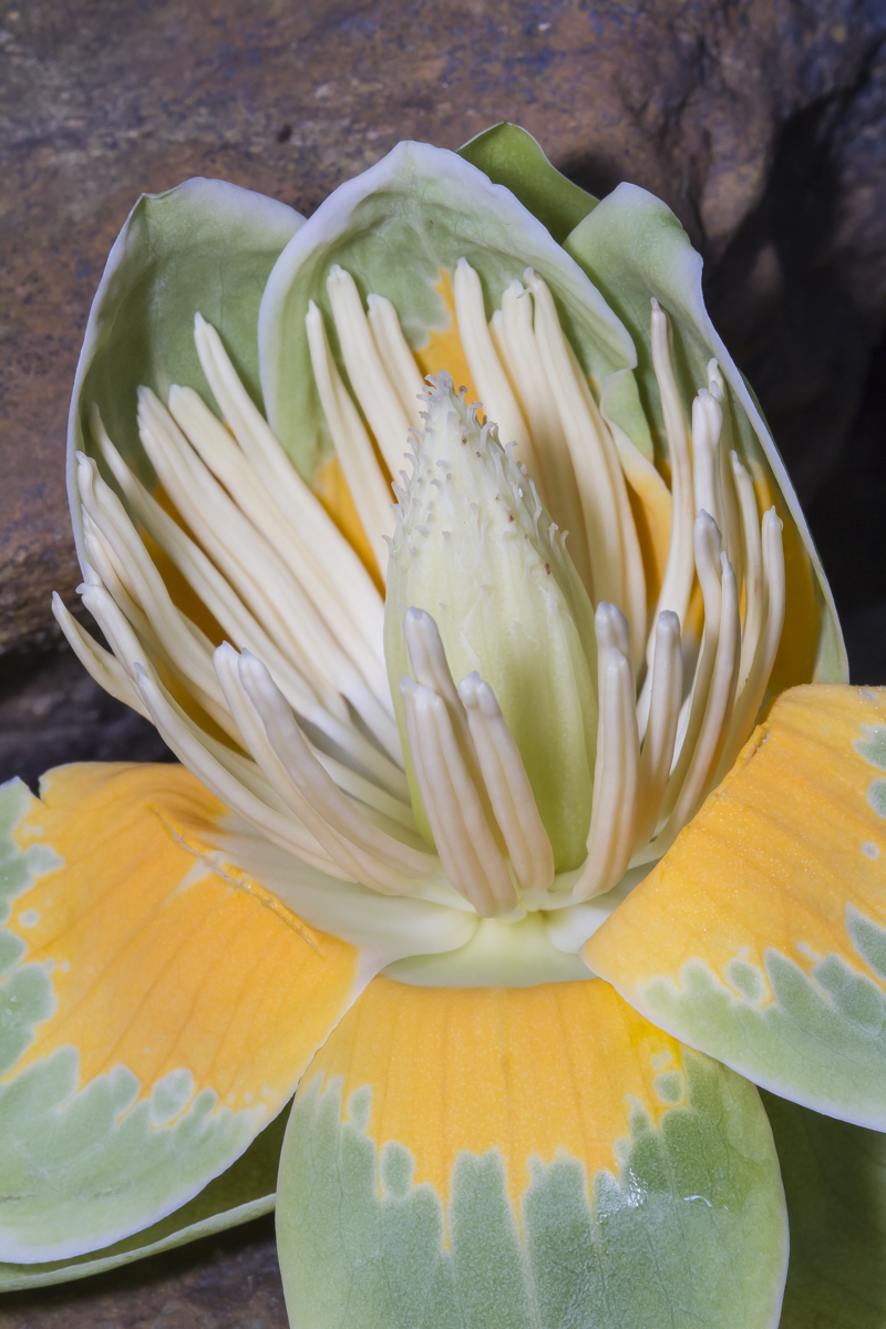Tulip Poplar flower 1