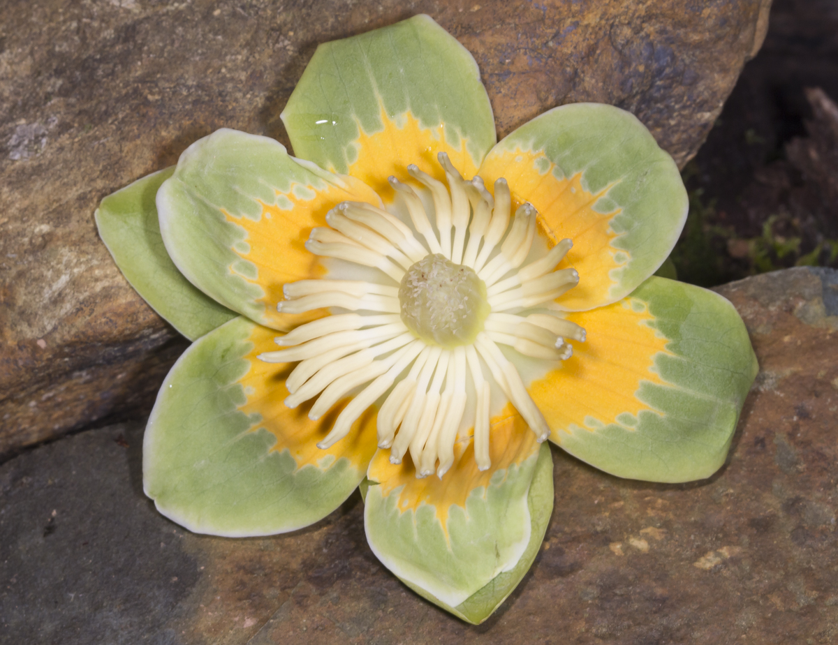 Tulip Poplar flower 2