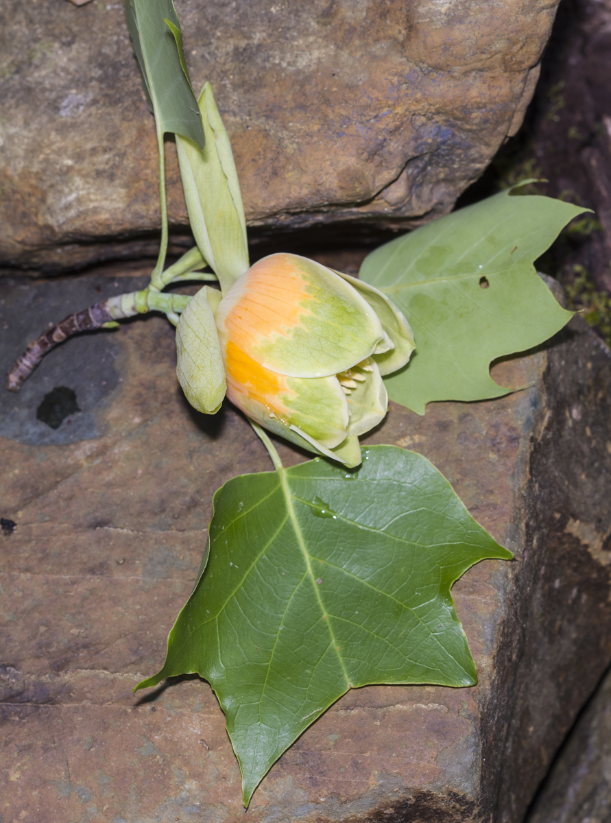 Tulip Poplar flower and leaves