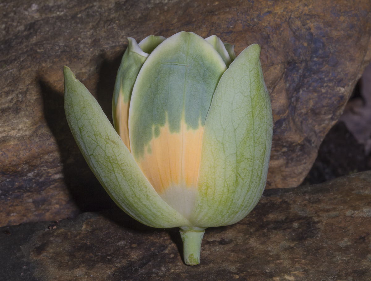 Tulip Poplar flower on ground
