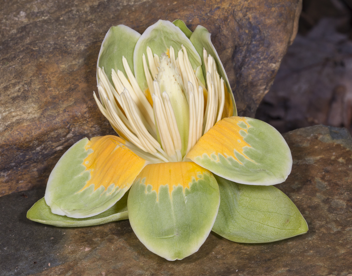 Tulip Poplar flower
