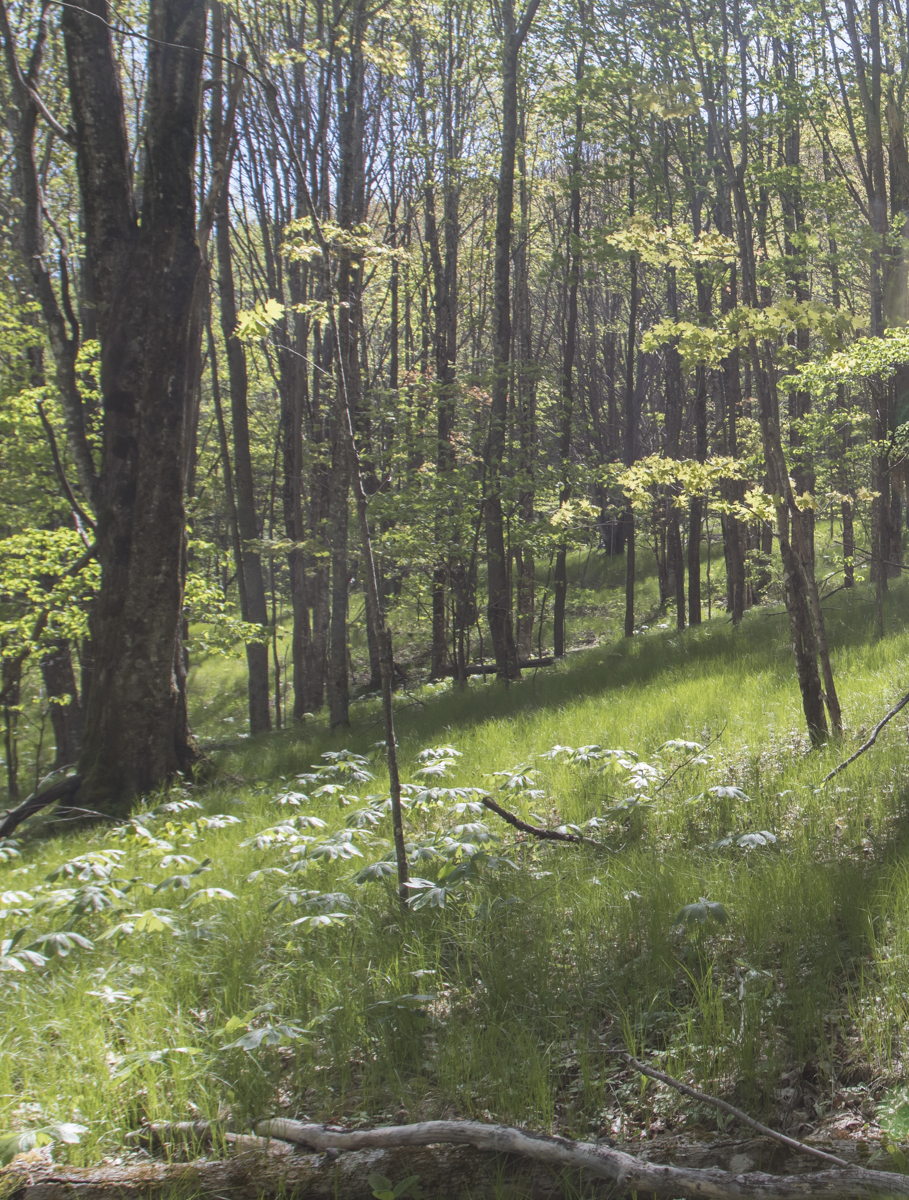 Unusuual understory at Elk Knob
