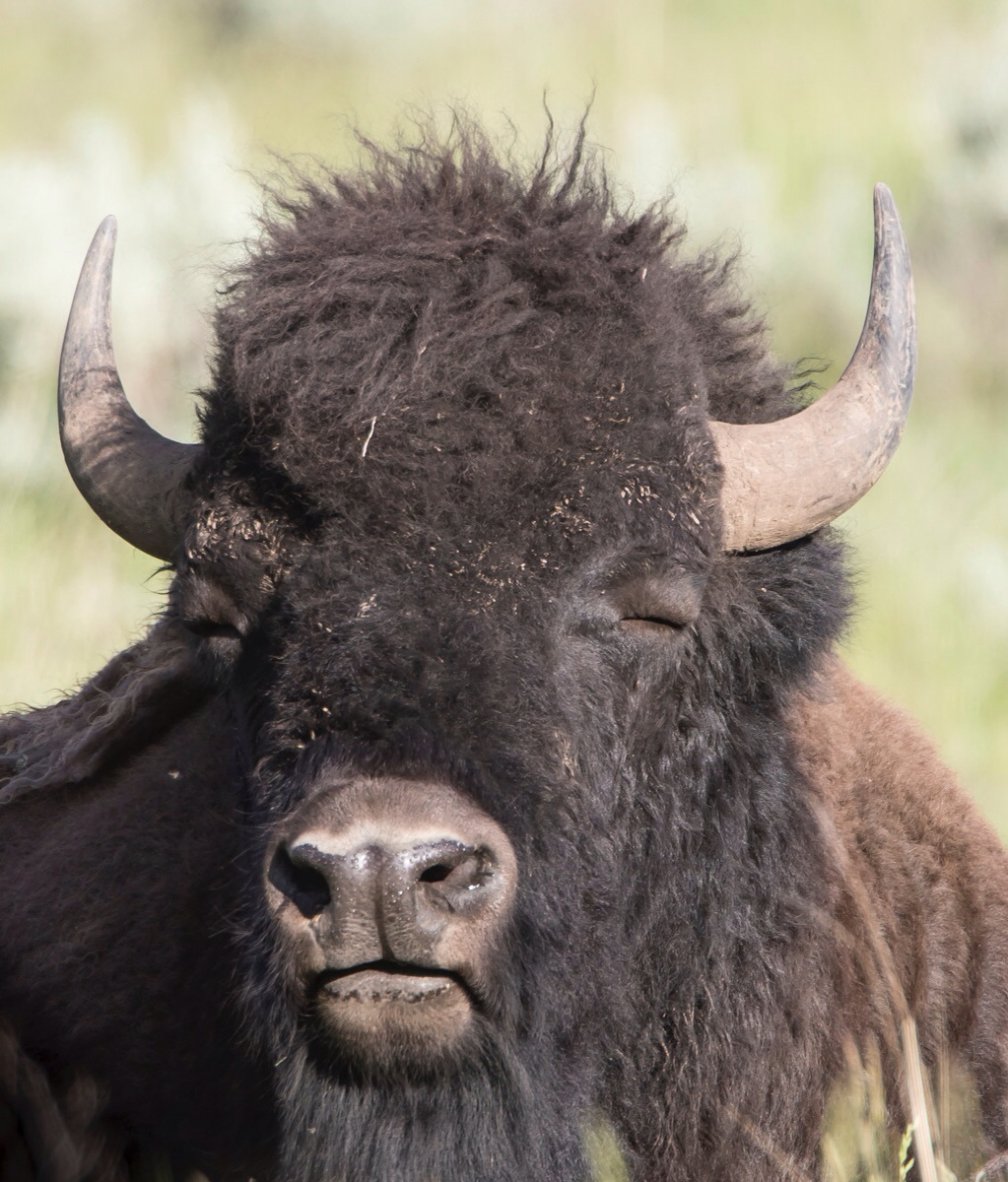 Bison bull
