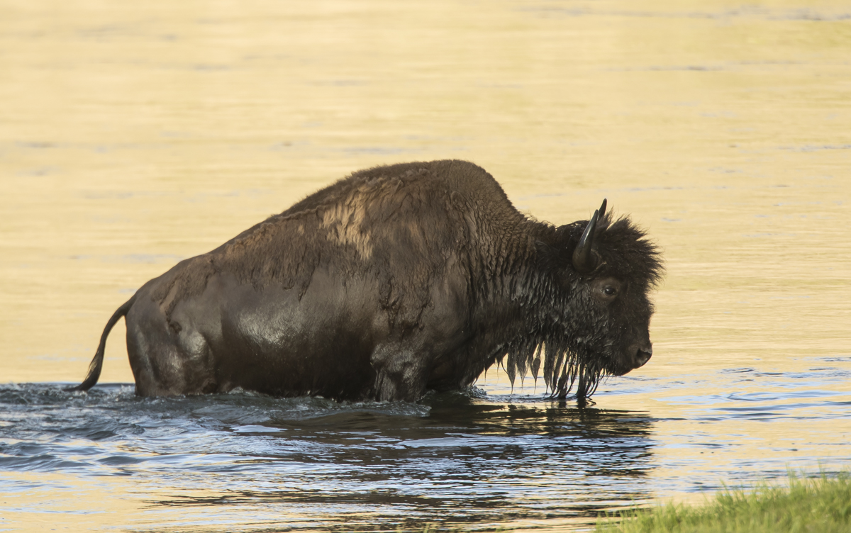Bison coming out of river