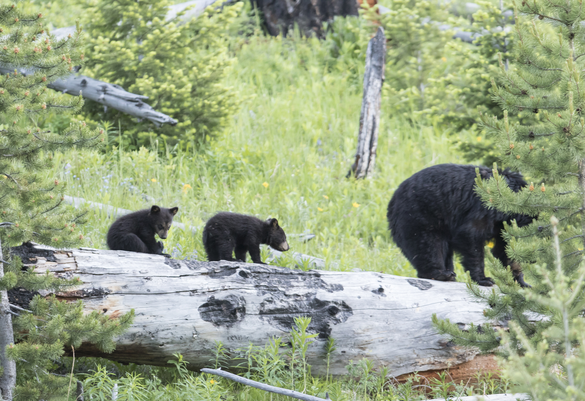 Black Bear and cubs