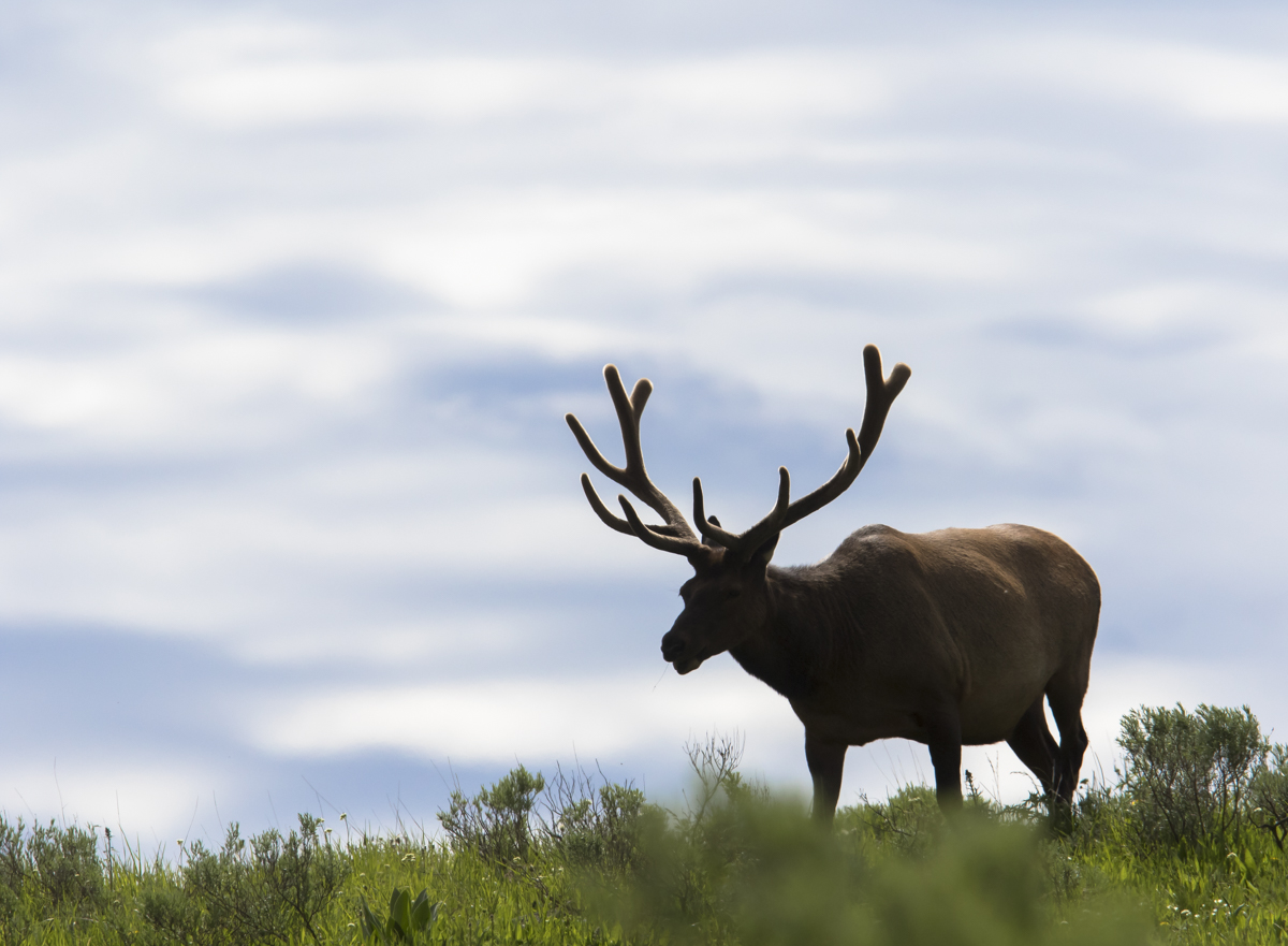 Bull Elk in velvet 2