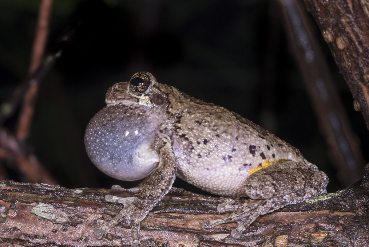 Cope's Gray Treefrog calling