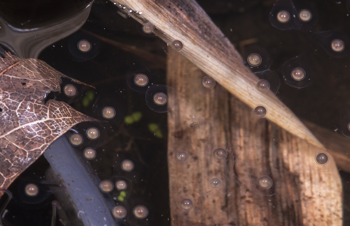Cope's Gray Treefrog egg mass