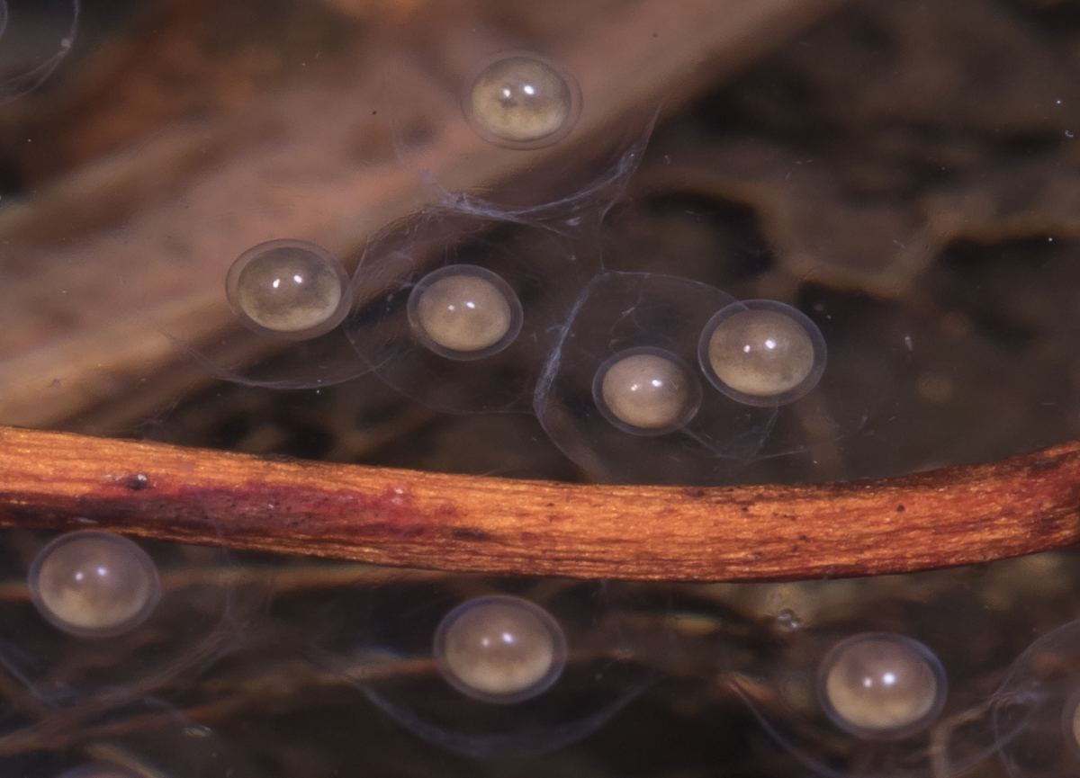 Cope's Gray Treefrog eggs