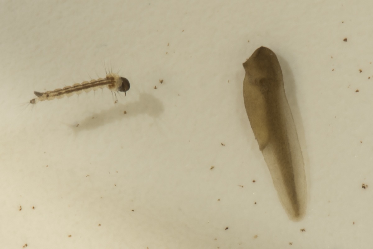 Cope's Gray Treefrog tadpole and mosquito larvaa