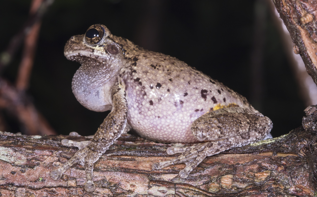 Cope's Gray Treefrog