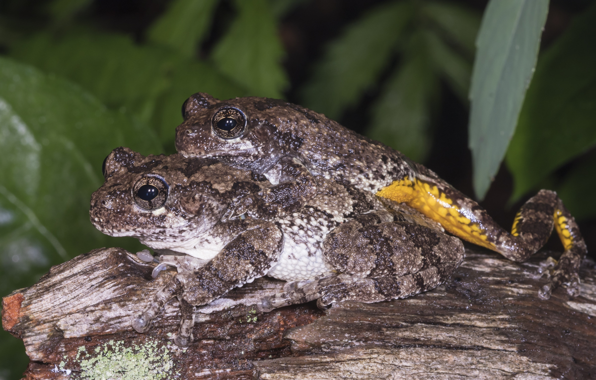Cope's Gray Treefrogs in amplexus