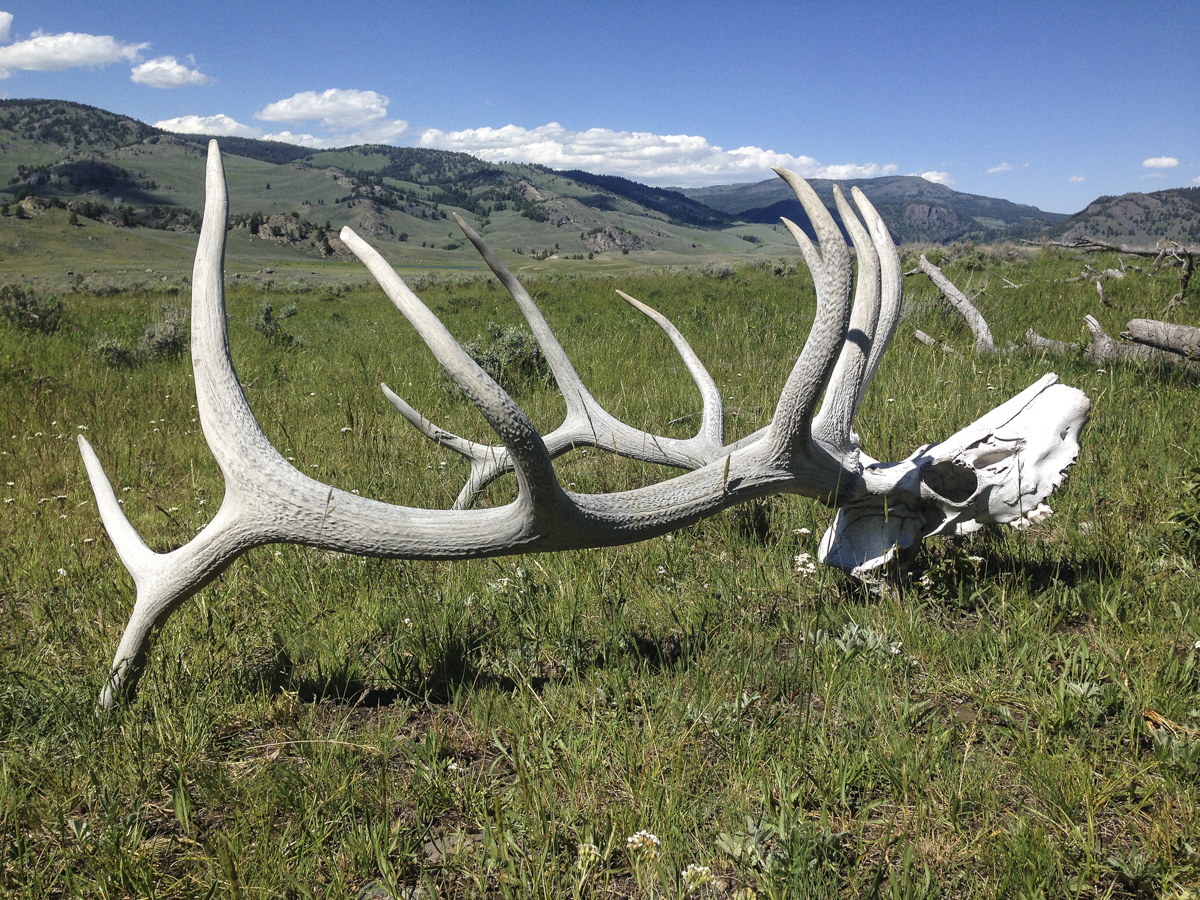 Elk antlers