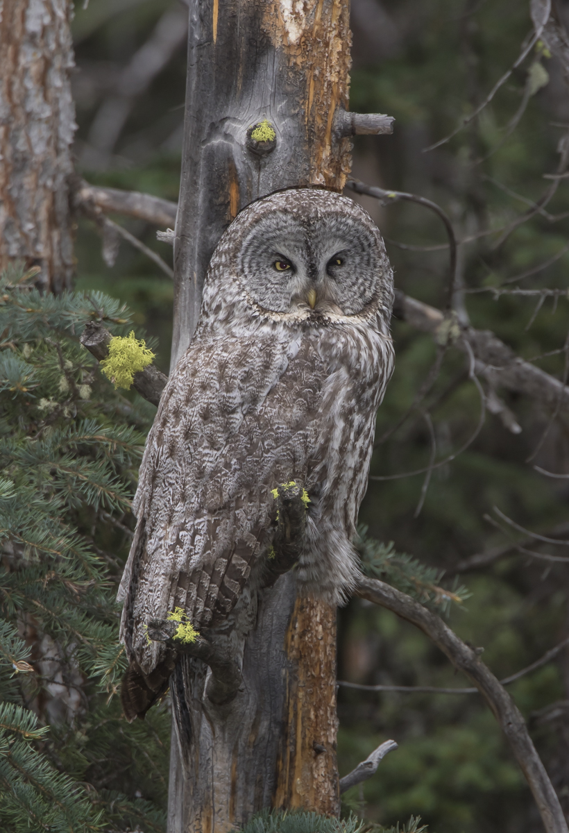Great Gray Owl female