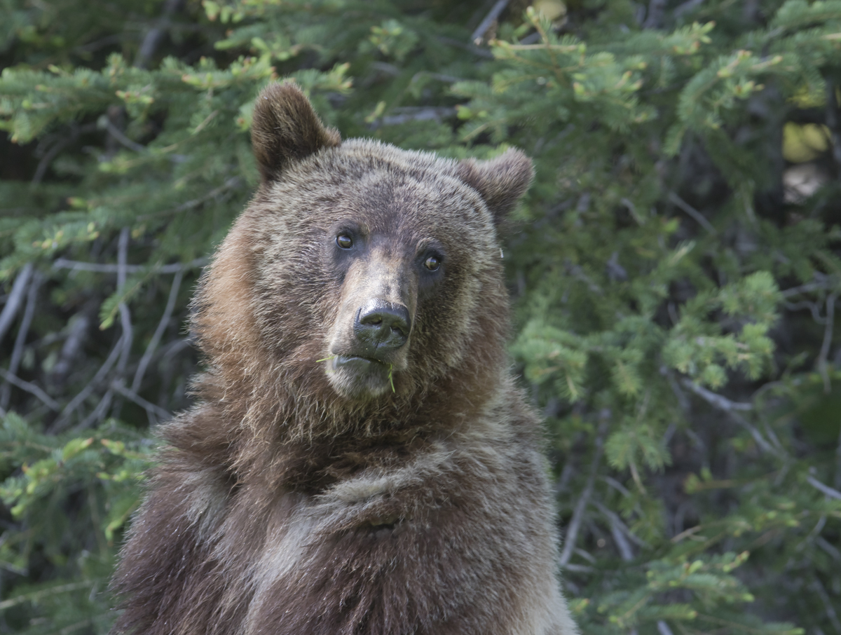 Grizzly Bear standing up