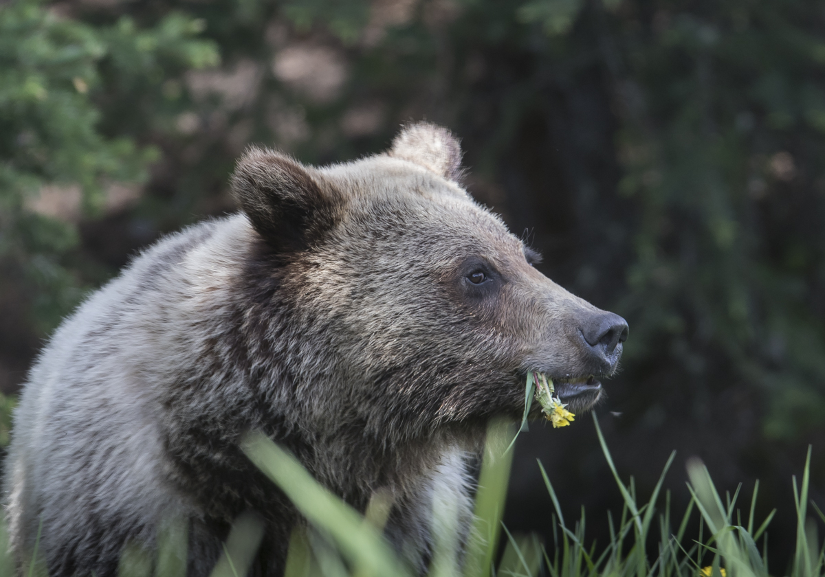 Grizzly eating dandelion 2