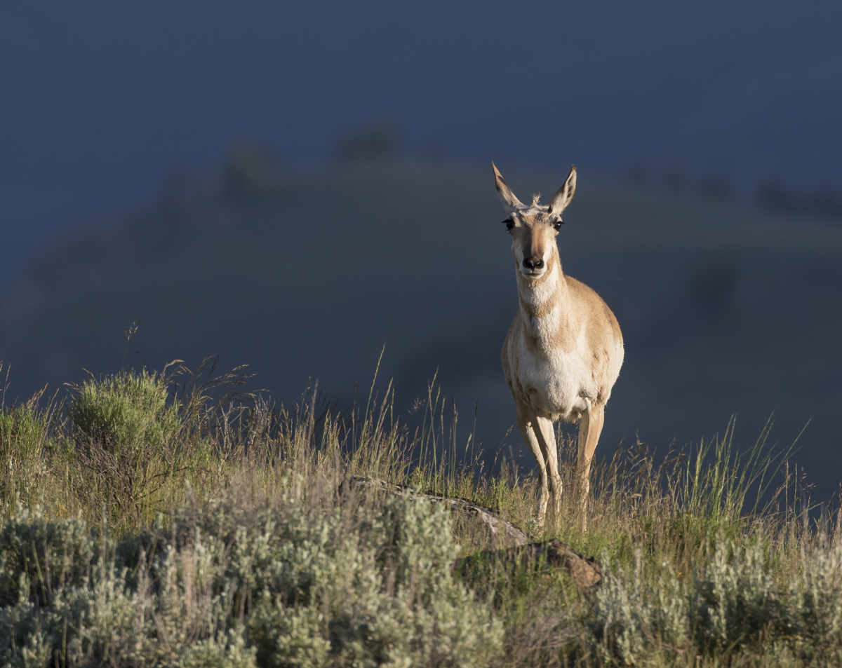 Pronghorn doe at sunrise