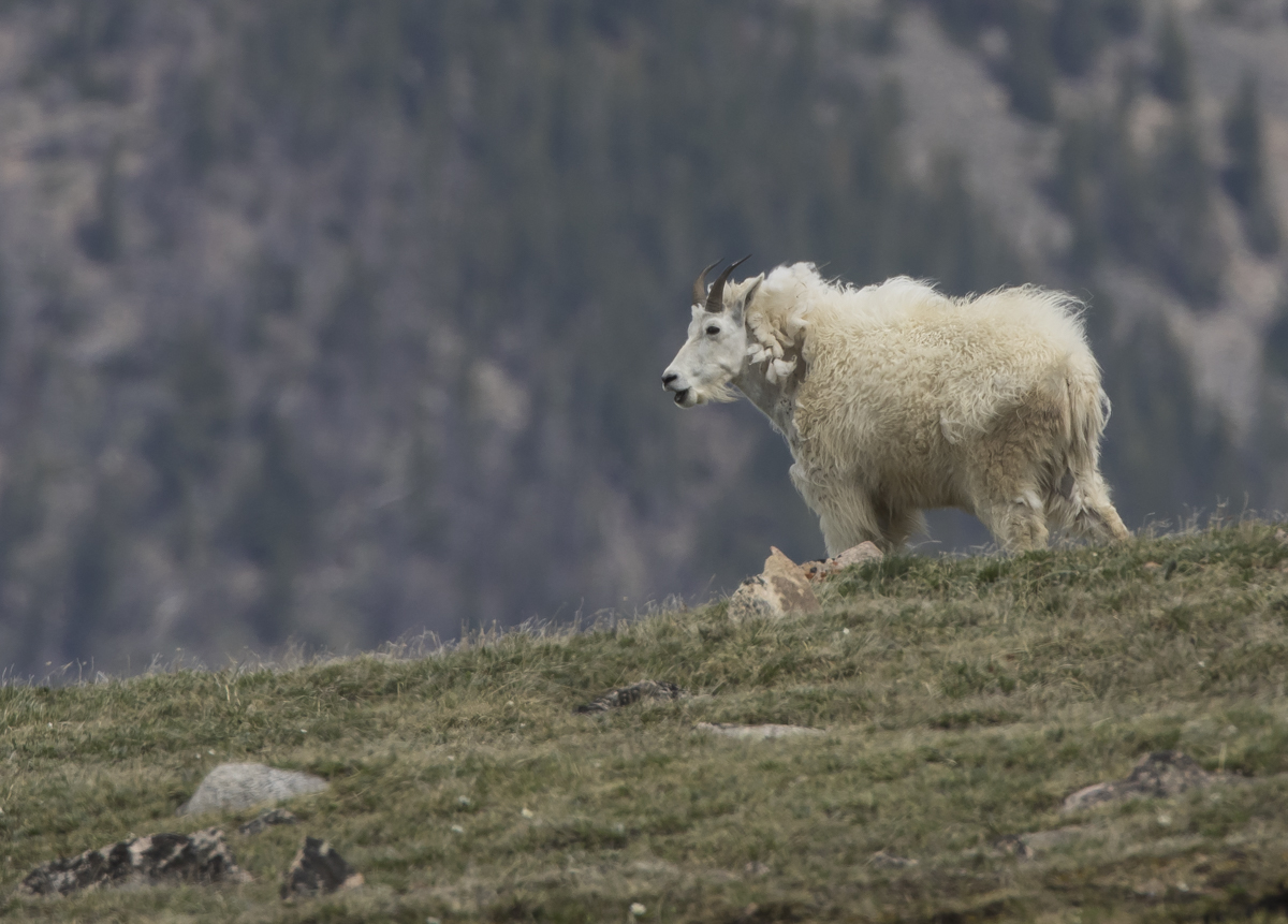 Rocky Mountain Goat
